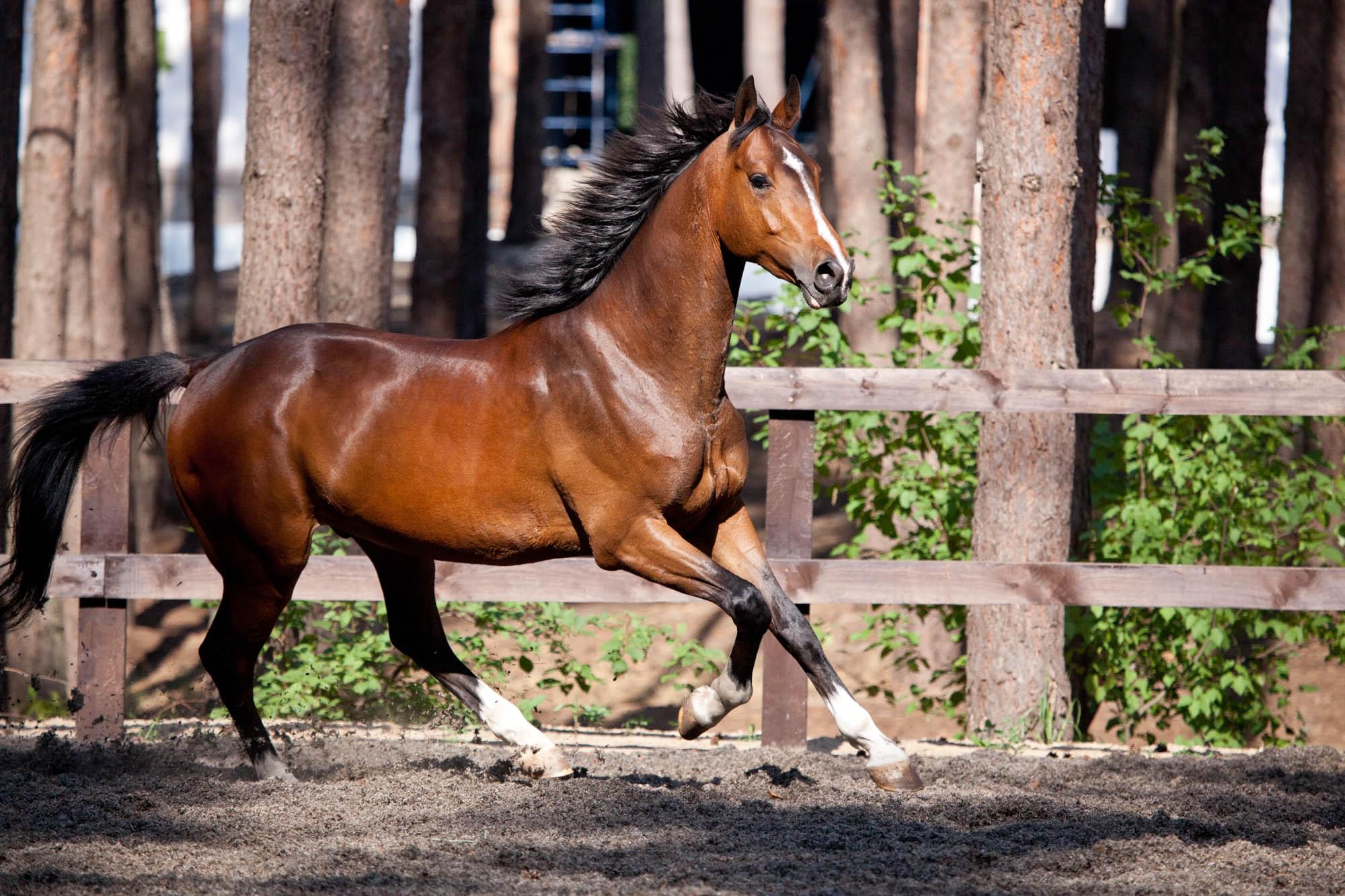 Кінно - спортивний комплекс