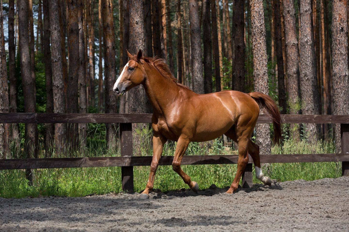 кінно - спортивний комплекс
